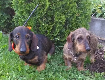 Jezevčíci spokojeně využívající produkty DOG GPS X20