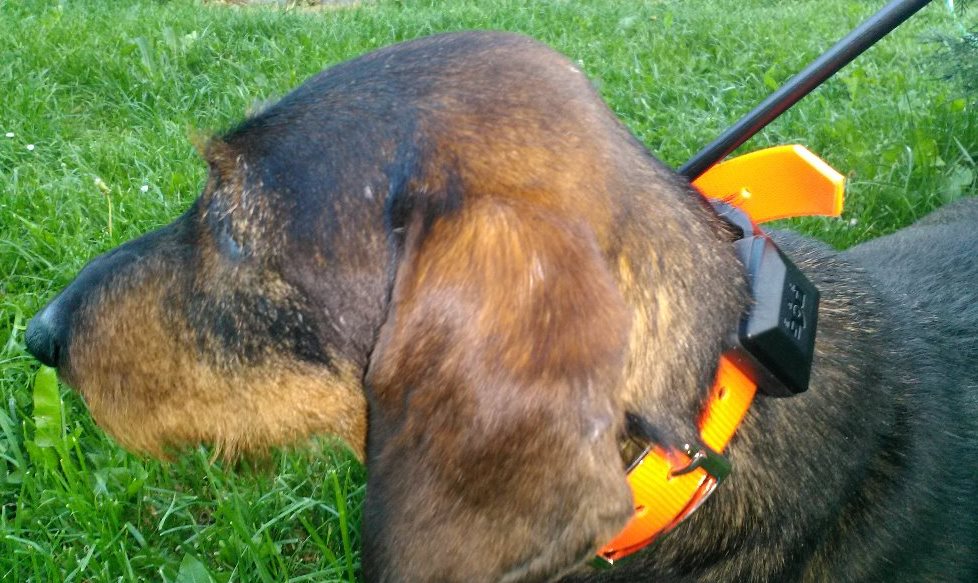 Jezevčík s výcvikovým obojkem a DOG GPS X20