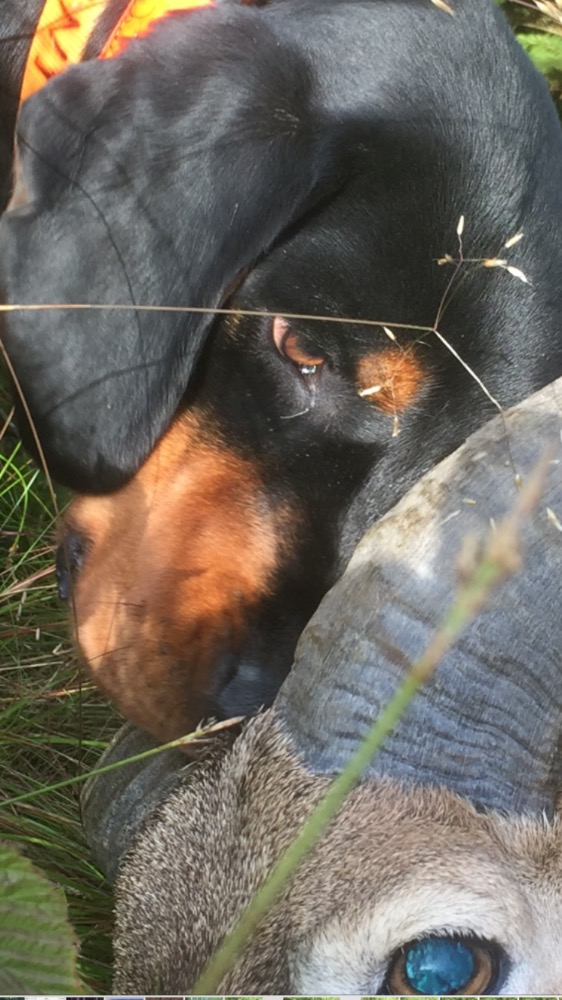  Alpský jezevčíkovitý brakýř s obojkem DOG GPS X20