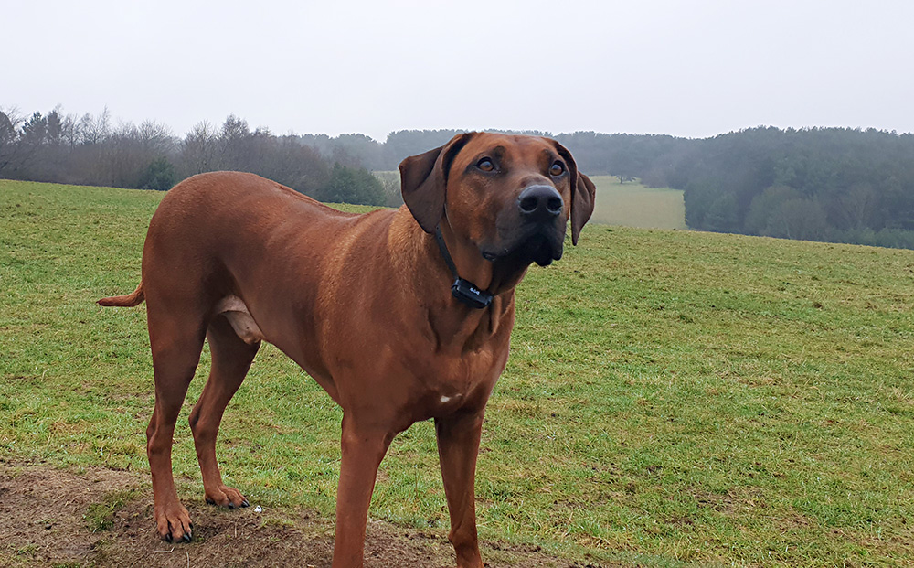 Spokojený rhodéský ridgebacka s d-control professional 1000 ONE