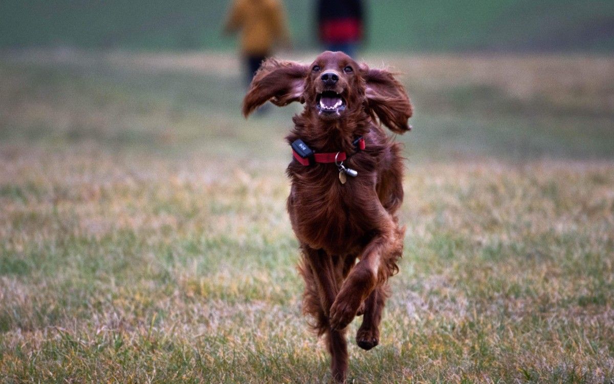 Aira i obroża treningowa d-control