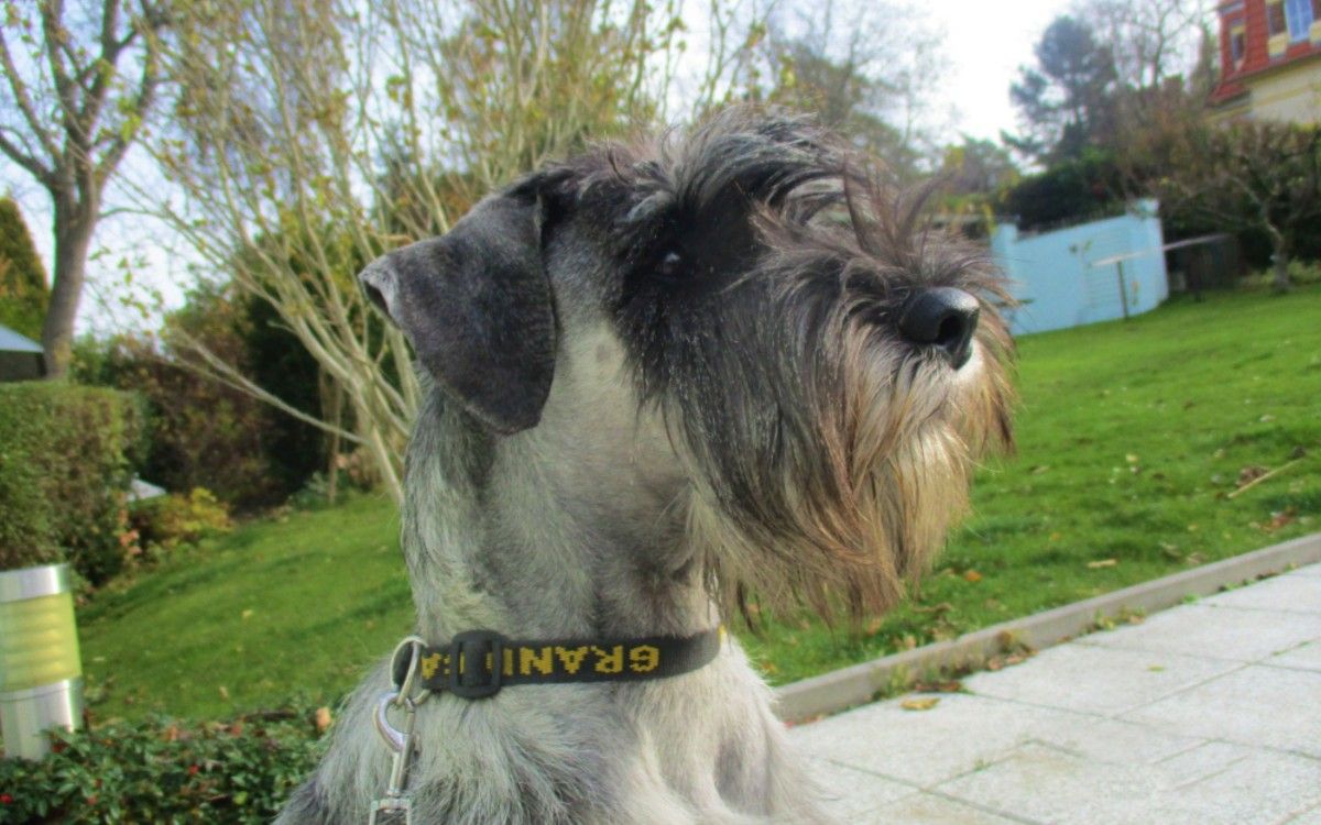 Puszczenie psa luzem nie wchodziło w grę