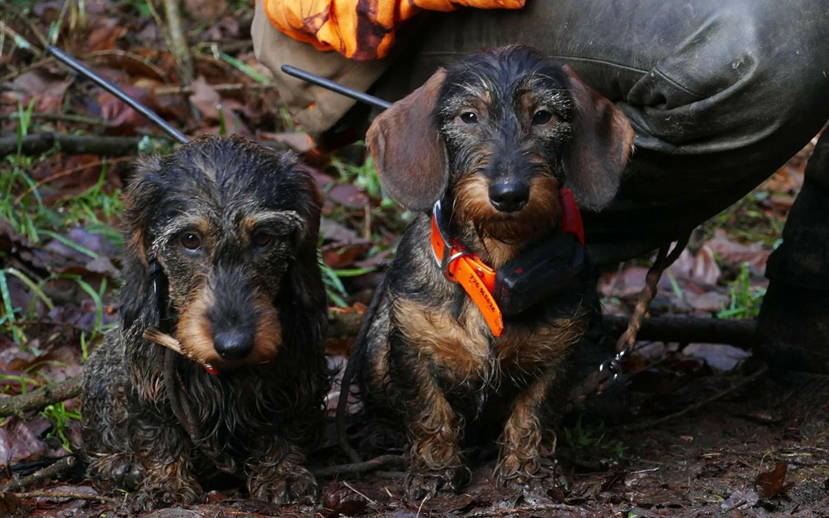 GPS používam pri výcviku psov na kontrolu počas farebných testov