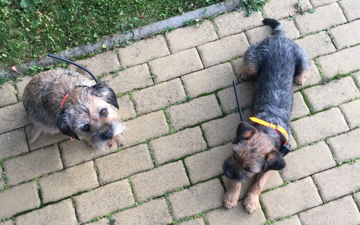 Rozmiar i waga obroży nie ograniczają ruchów nawet mniejszych ras