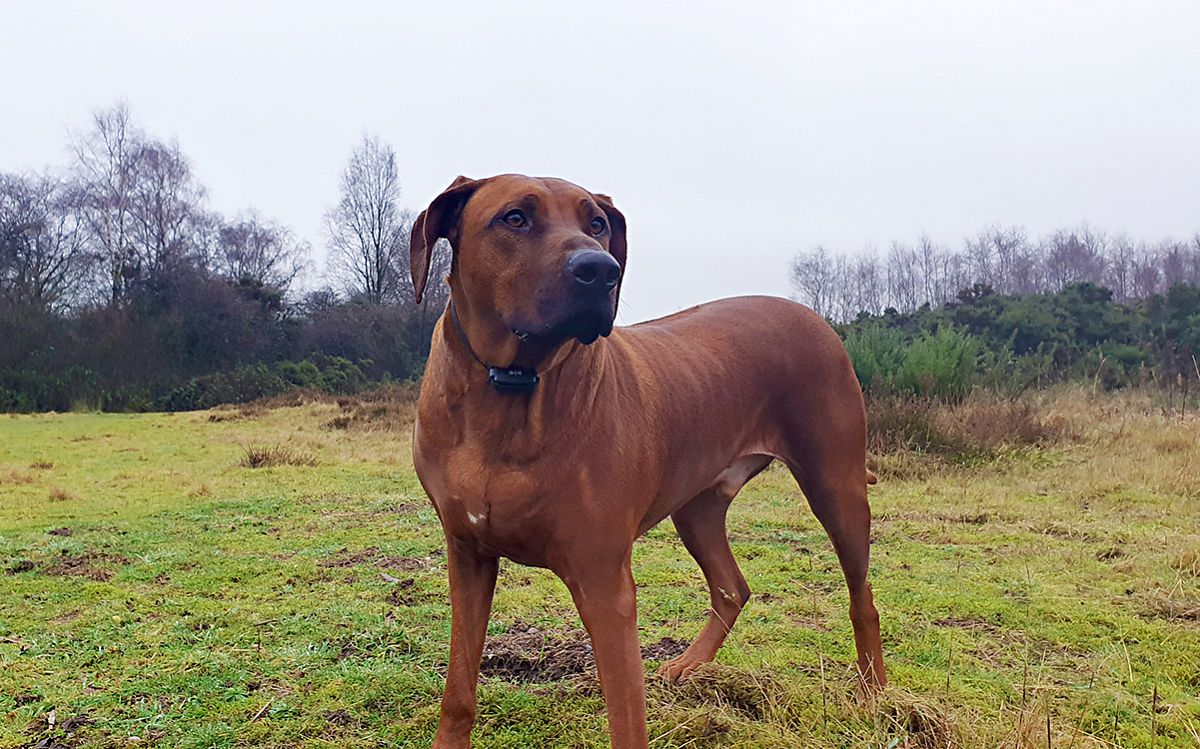 Jestem bardzo zadowolony z d-control professional 1000 ONE!