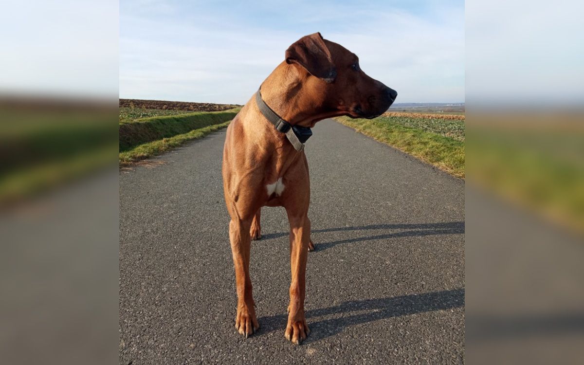 Używamy obroży elektronicznej do codziennych spacerów od 4 lat