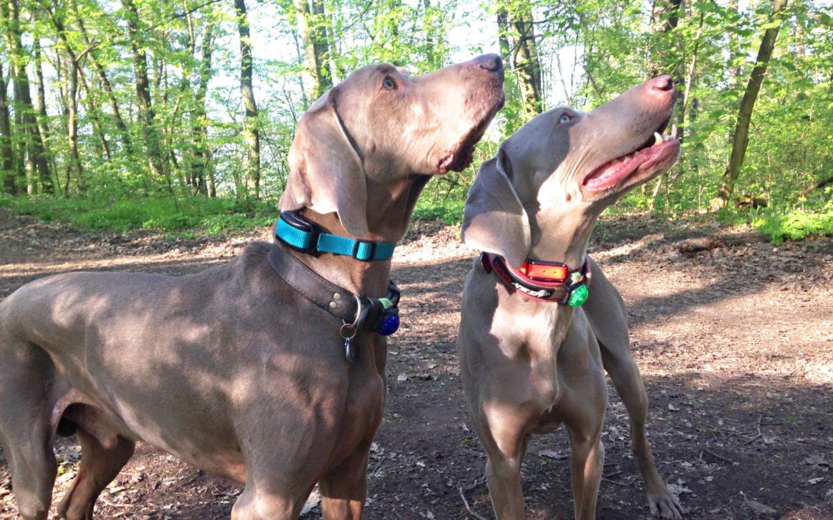 d-control professional działa nawet setki metrów w lesie