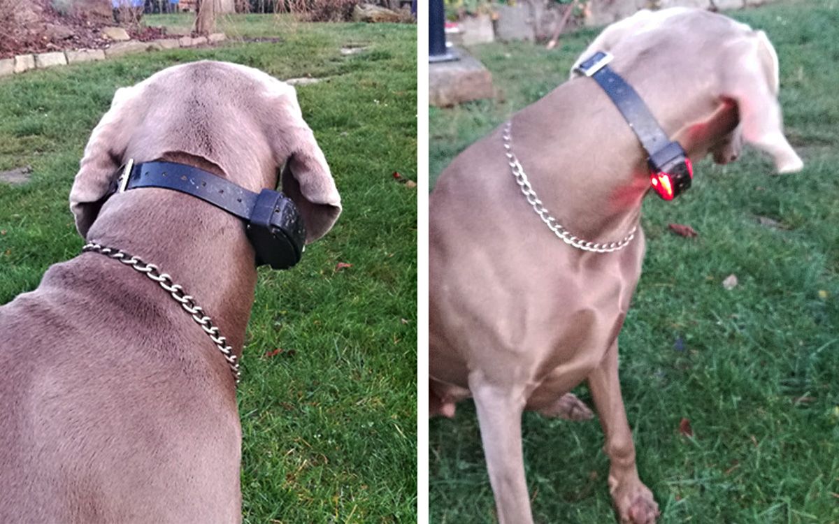 Pejsek si užívá volnosti! Procházky jsou klidné a bez obav z kolize.