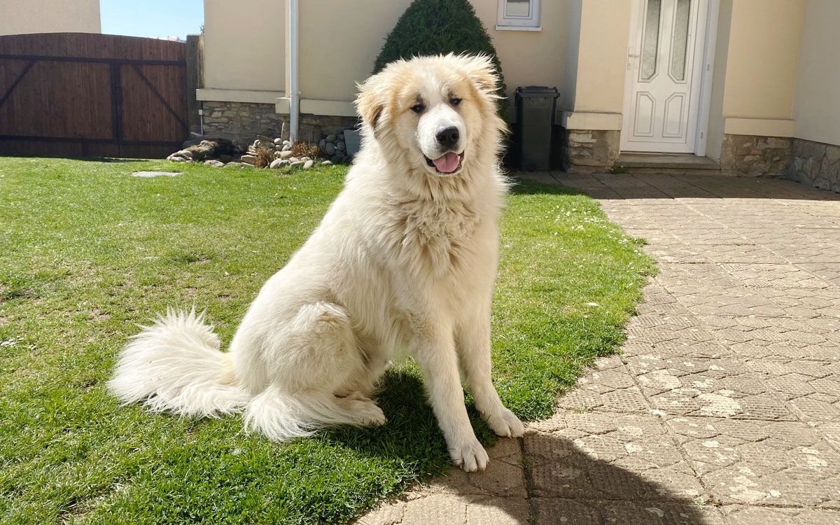 Prawie żadne ogrodzenie nie stanowiło przeszkody