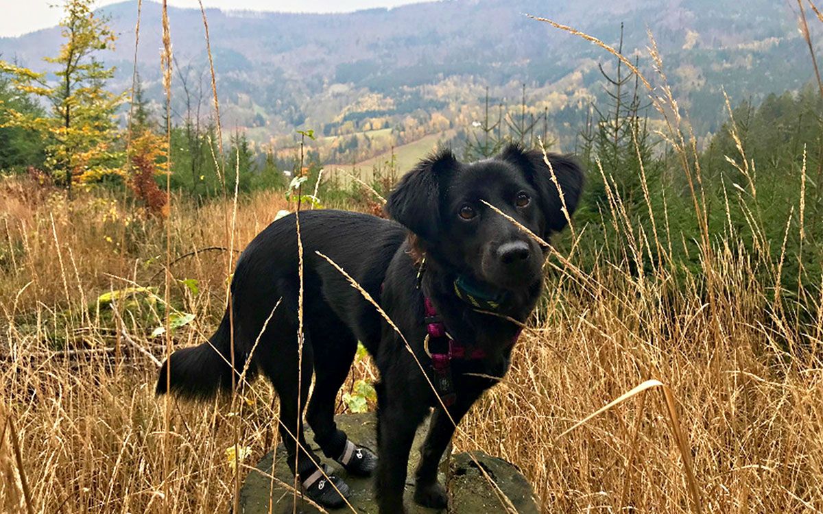 Praca z obrożą jest łatwa, a produkt jest niezawodny