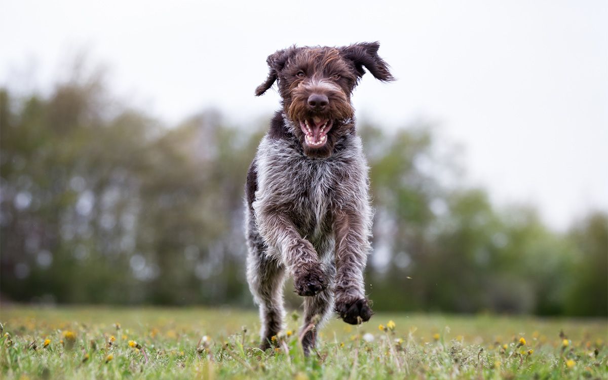 O produktoch Dogtrace - Štvrtá epizóda. Privolanie...