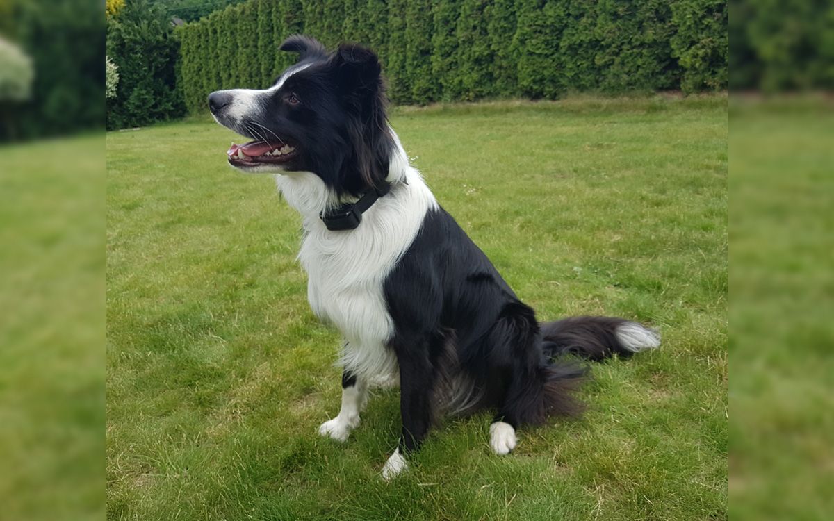 Biega po ogrodzie i przeskakiwanie ogrodzenia nie wchodzi już w grę