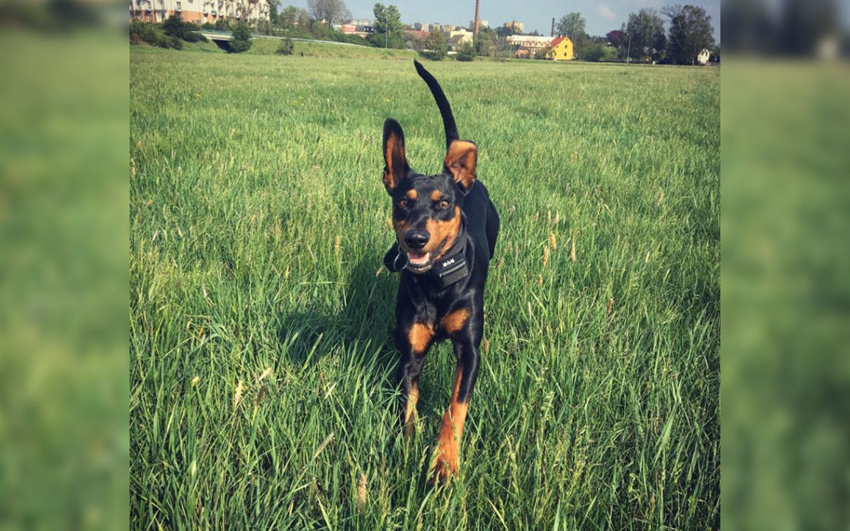 Dancer już nie biega po meczu, nauczyłem go wołać na sygnał.