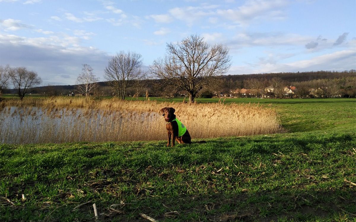 Pozytywnie postrzega obrożę, Maia zawsze cieszy się na dobry spacer