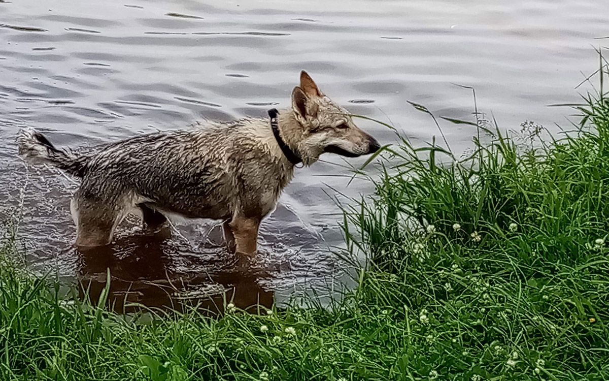 Koniec ze smyczą na szlakach
