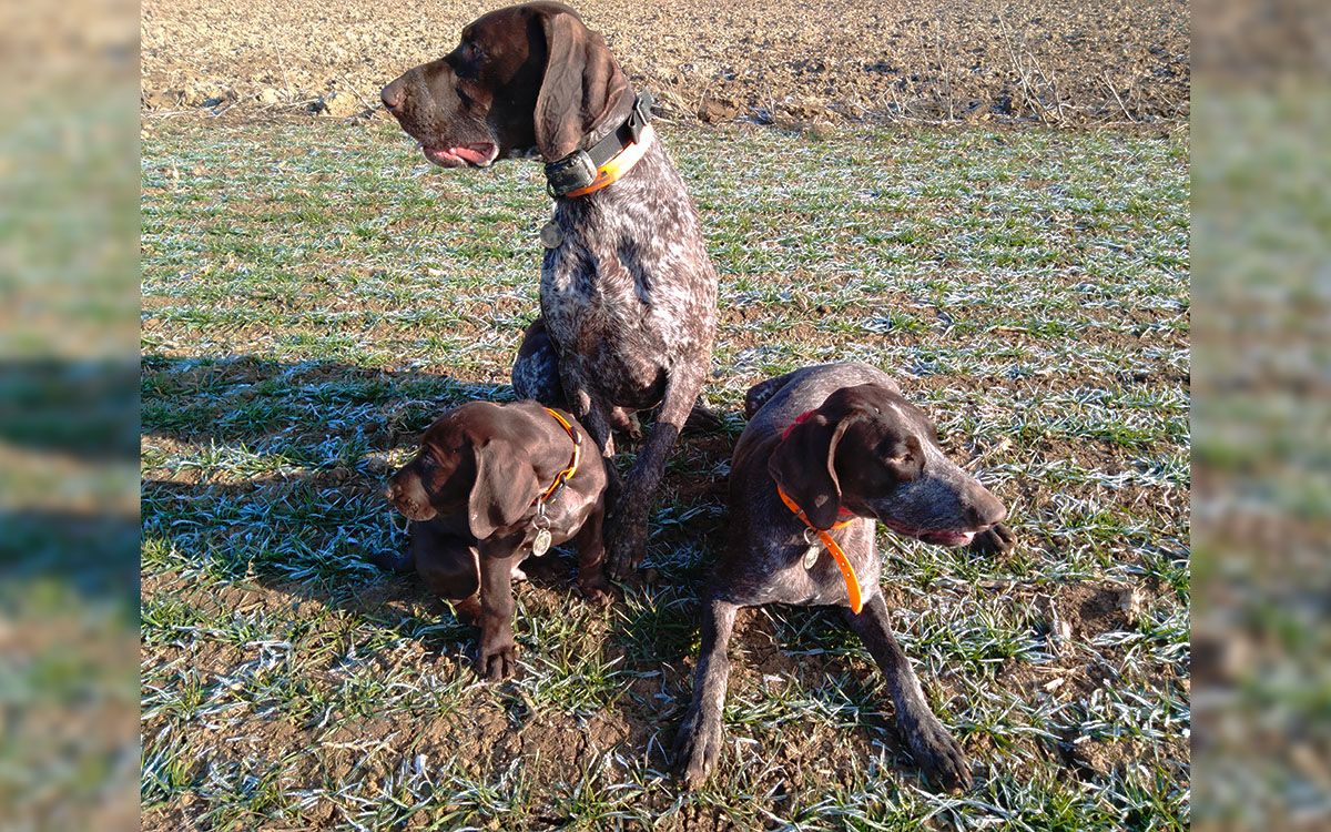 Trening bez użycia przemocy
