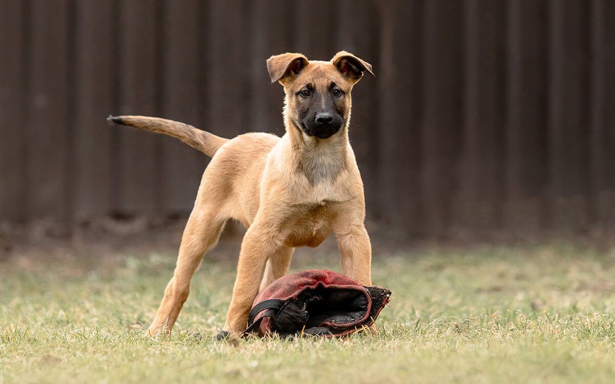 Ako vybrať elektronický obojok pre belgického ovčiaka malinois