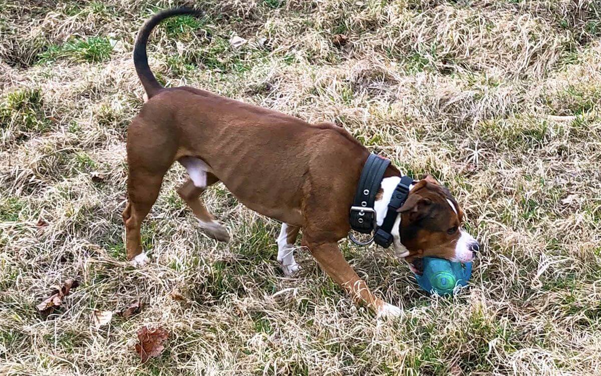 Koniec z walkami z innymi psami