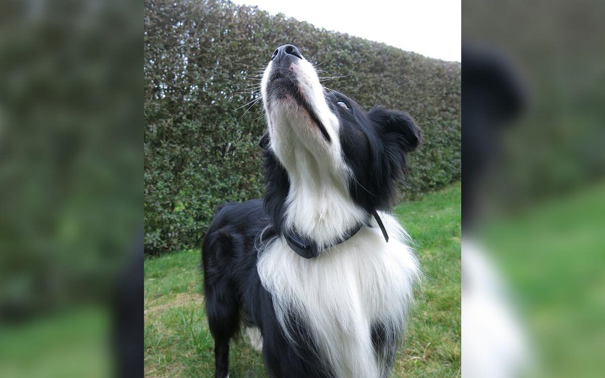 Przygotowanie do aktywności sportowej psów - hoopers