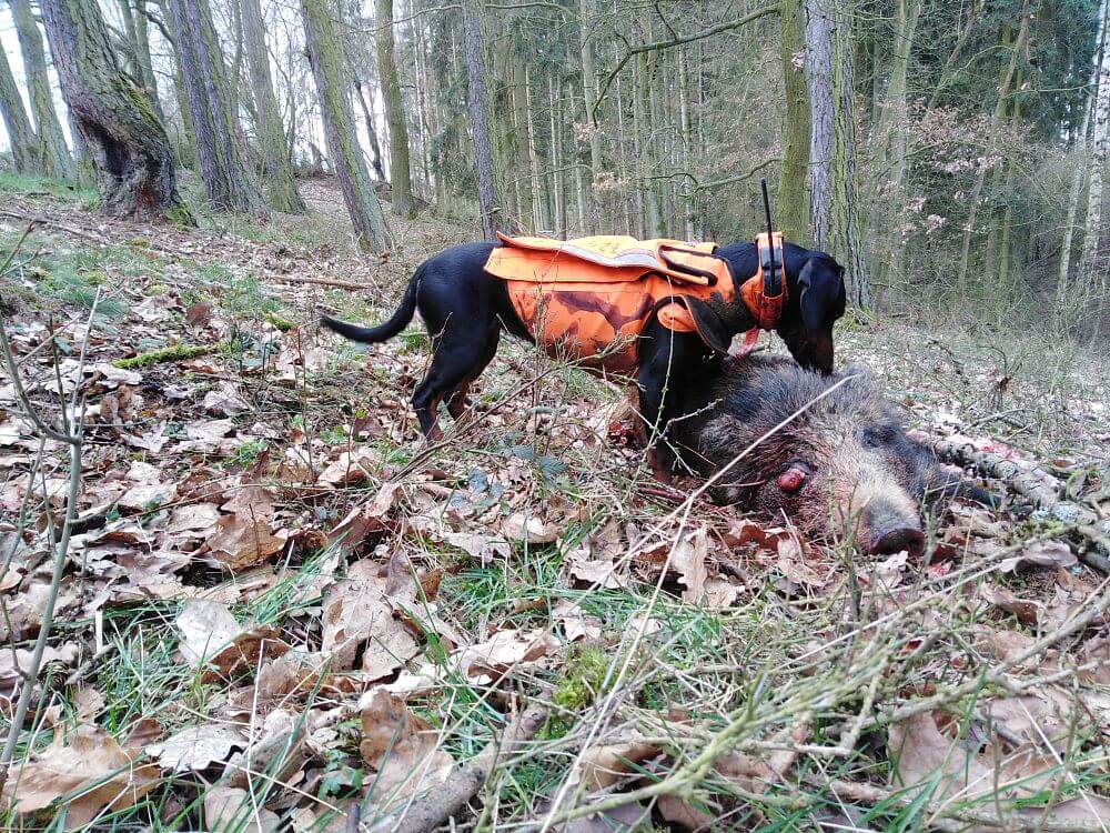 Zadowolenie z długiej żywotności baterii DOG GPSPetr Souček