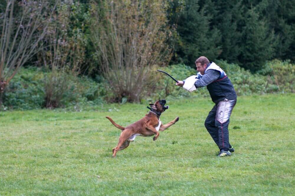 Obroża do treningu i spacerów
Jan Homoláč