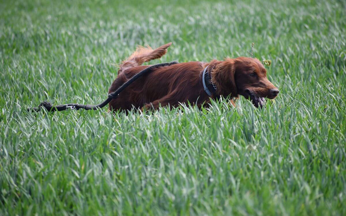 "W tej chwili obroża jest dla nas zabezpieczeniem i ochroną podczas spacerów na łonie natury".
mówi Lenka Žinčíková.