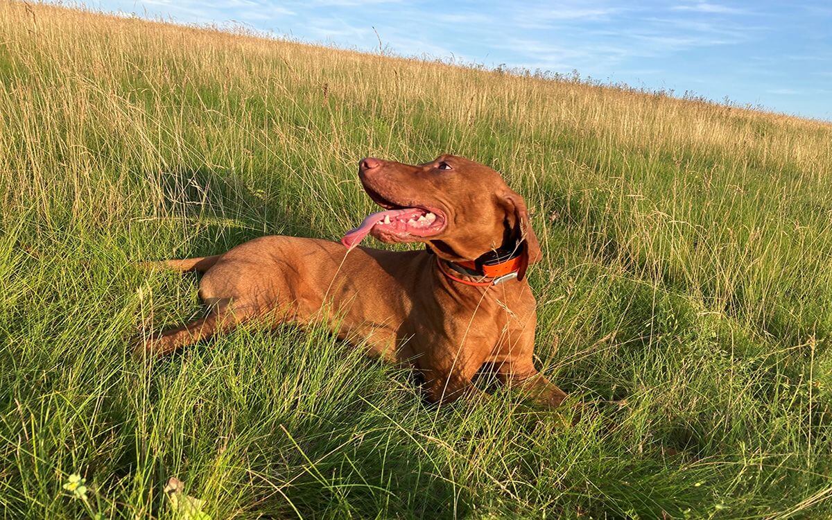 "Obroża umożliwia regulację intensywności impulsu korekcyjnego w zakresie od 1 do 40, dzięki czemu można znaleźć właściwy wybór".
mówi Peter Garay.