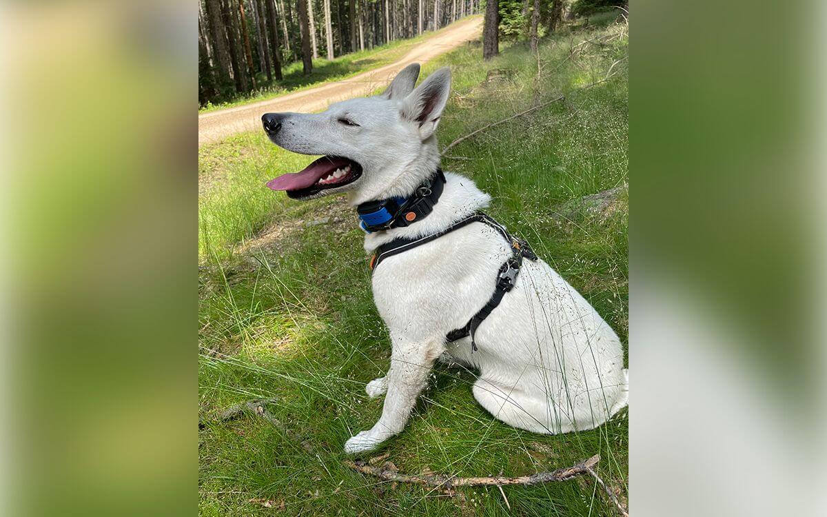 "Możemy puszczać psa luzem na spacerach, a dzięki obroży treningowej zawsze możemy go niezawodnie przywołać"
mówi Radka Jindřichová.