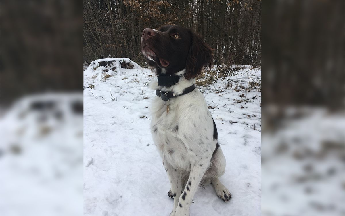 „Venčení v lese se změnilo k lepšímu a to výrazně!“
říká Karel Ružička