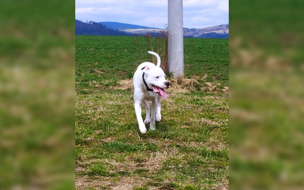 "I love big dogs and thanks to the Dogtrace training collar I can be a proud owner"
says Stanislava Michaličková