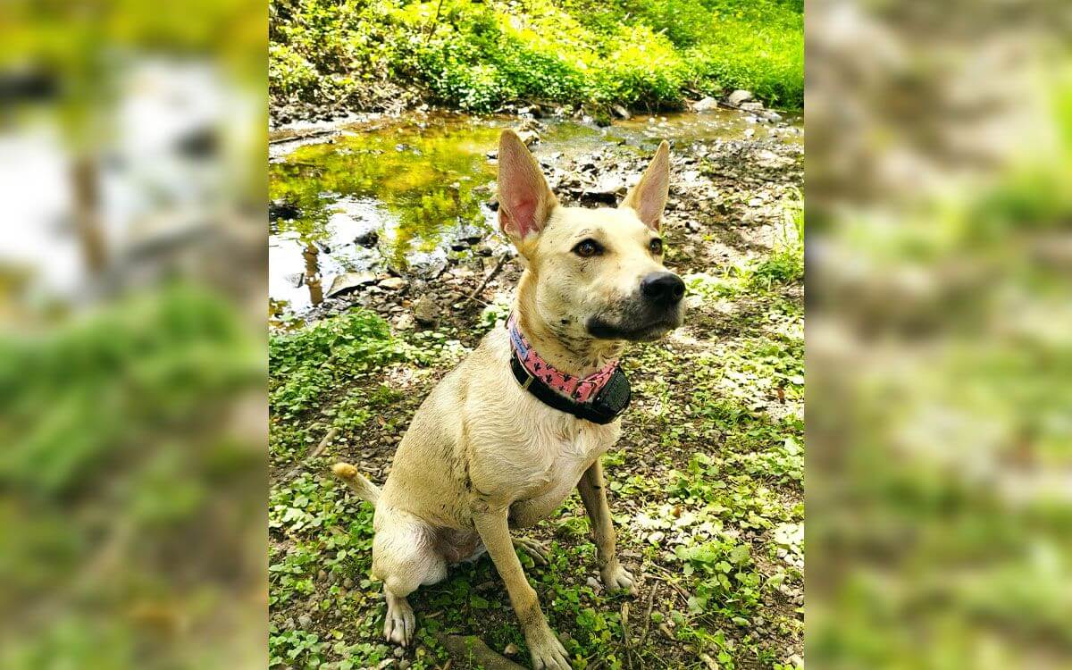 "Ostatni ratunek dla psów z silnym instynktem łowieckim"
mówi Tatiana Trojáčková