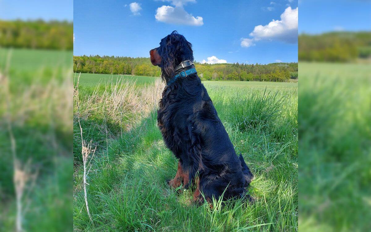 "Bez výcvikového obojoka by sme sa nezaobišli."
hovorí Jolana Schröffelová