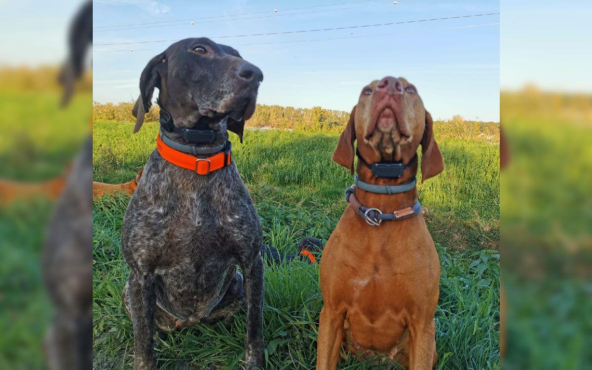 „S výdrží výcvikového obojku Dogtrace jsem velmi spokojená“
říká Markéta Šťastová 