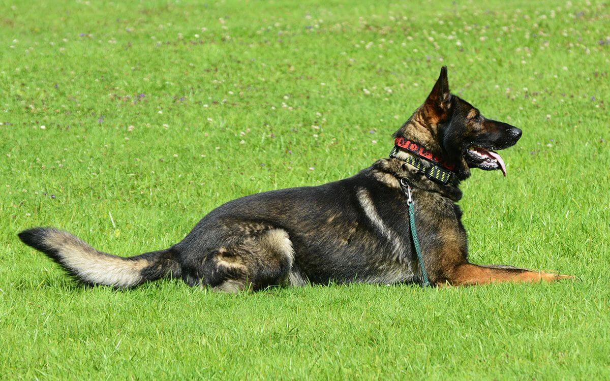 "Świetny pomocnik w oduczeniu psa gonienia zwierzyny"
mówi Katka Jašková 