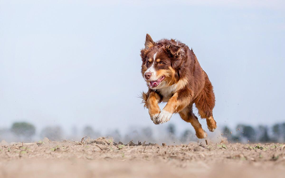 Co dělat když pes uteče?
