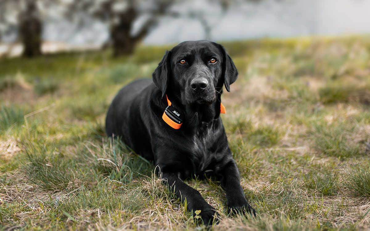 Jak wybrać obrożę treningową dla labradora?