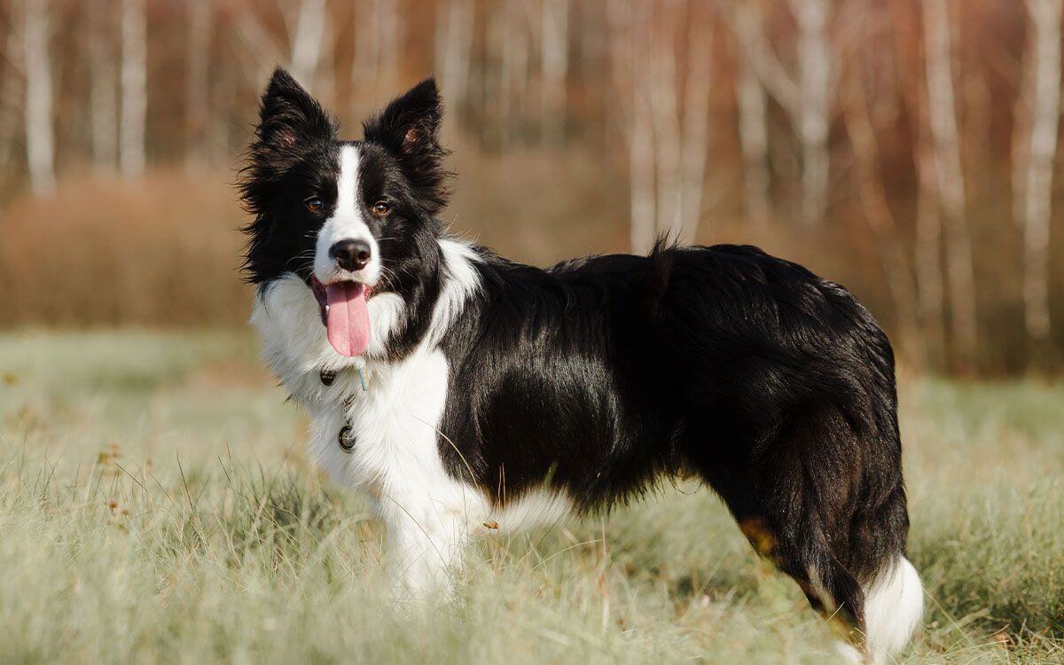 Jak vybrat elektronický obojek pro border kolii