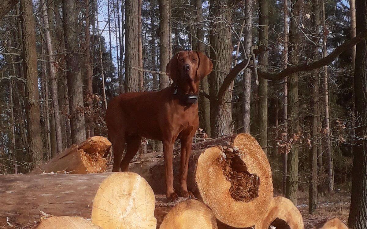 „Gratuluji vám k vyvinutí a výrobě tak kvalitního výcvikového obojku“
říká František Kuděj