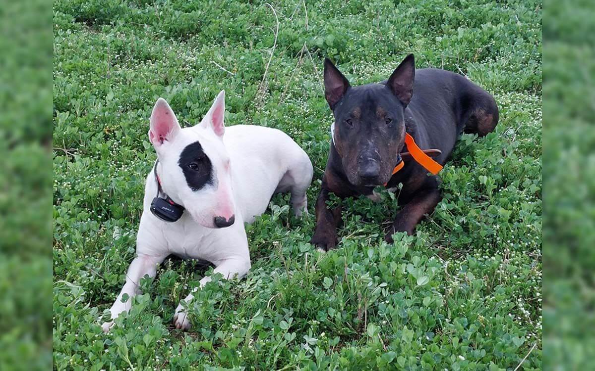 „Elektronické výcvikové obojky Dogtrace používám více jak 10 let“
říká Barbora Taubrová