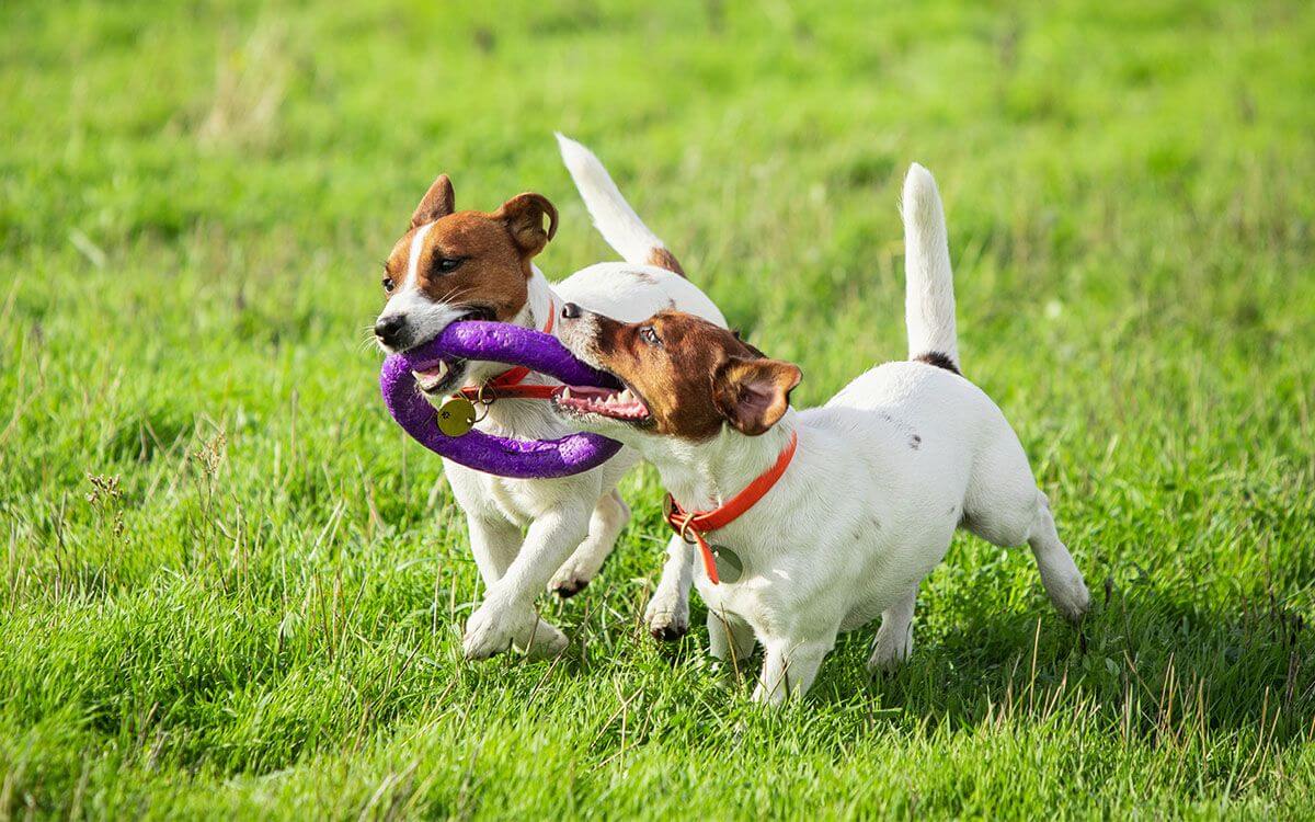 Jak zabavit psa: Kreativní tipy a hračky pro psy
