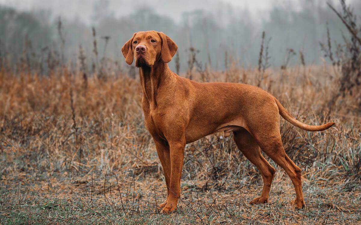 Ako si vybrať výcvikový obojok a obojok GPS pre pointery