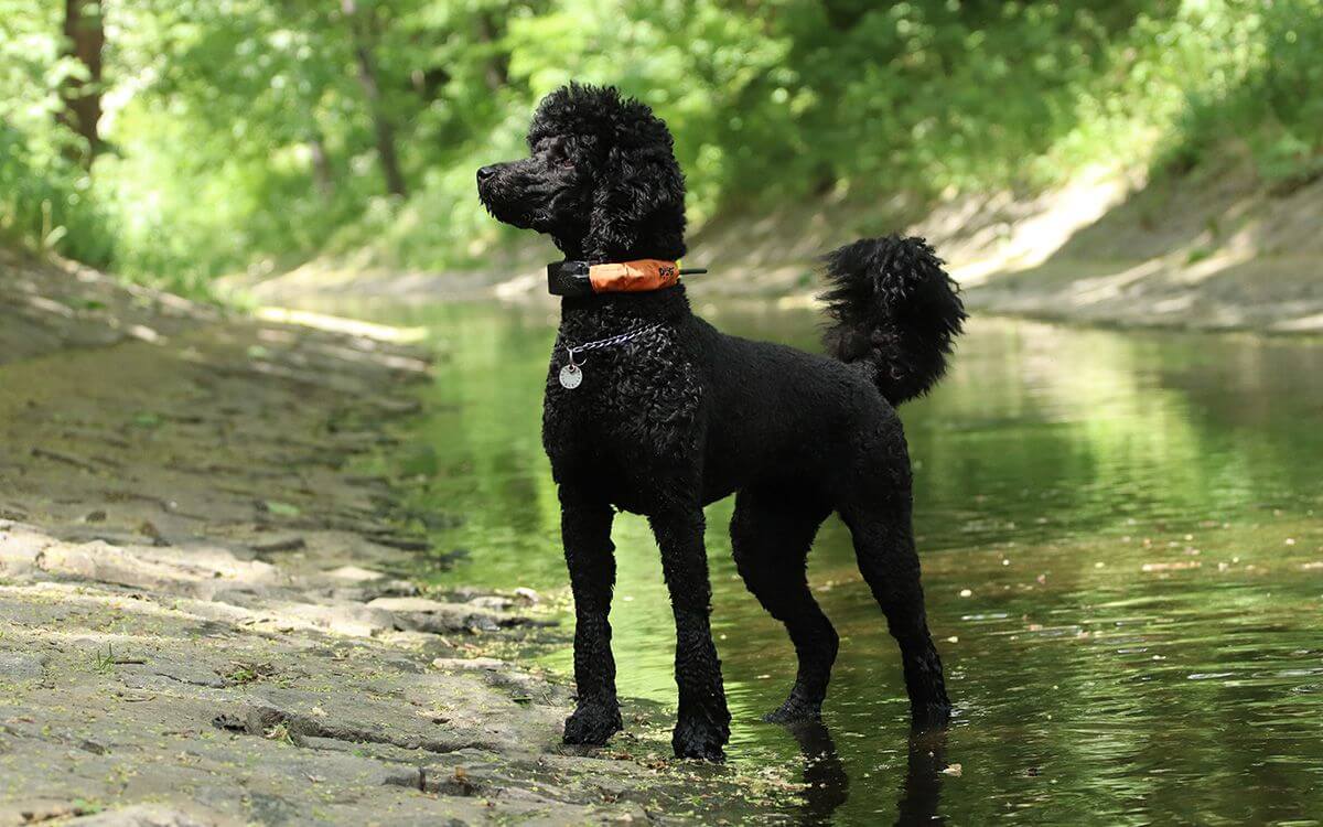 "Dzięki obroży GPS czuję się znacznie pewniej"mówi Viktoria Zingorova 