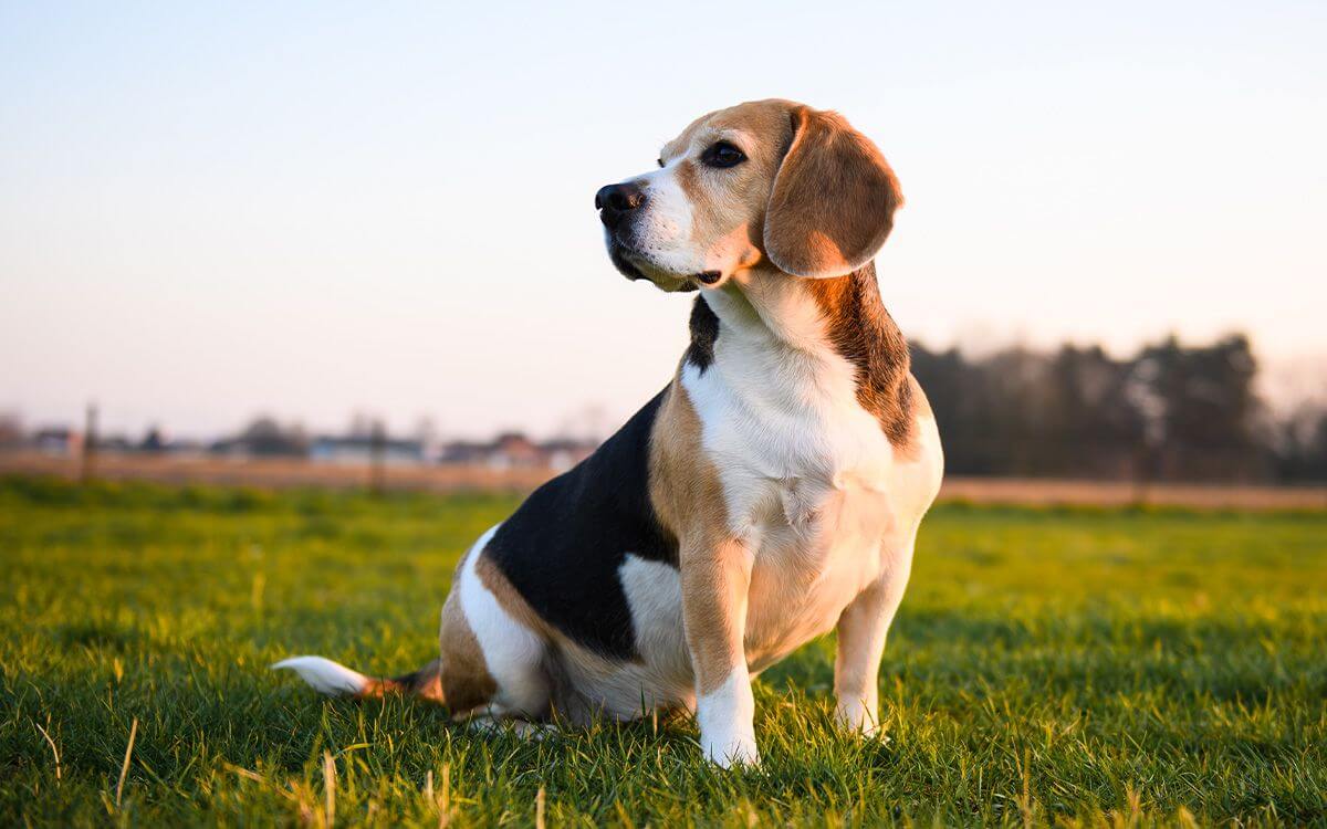 Jak wybrać obrożę treningową i GPS dla beagle?