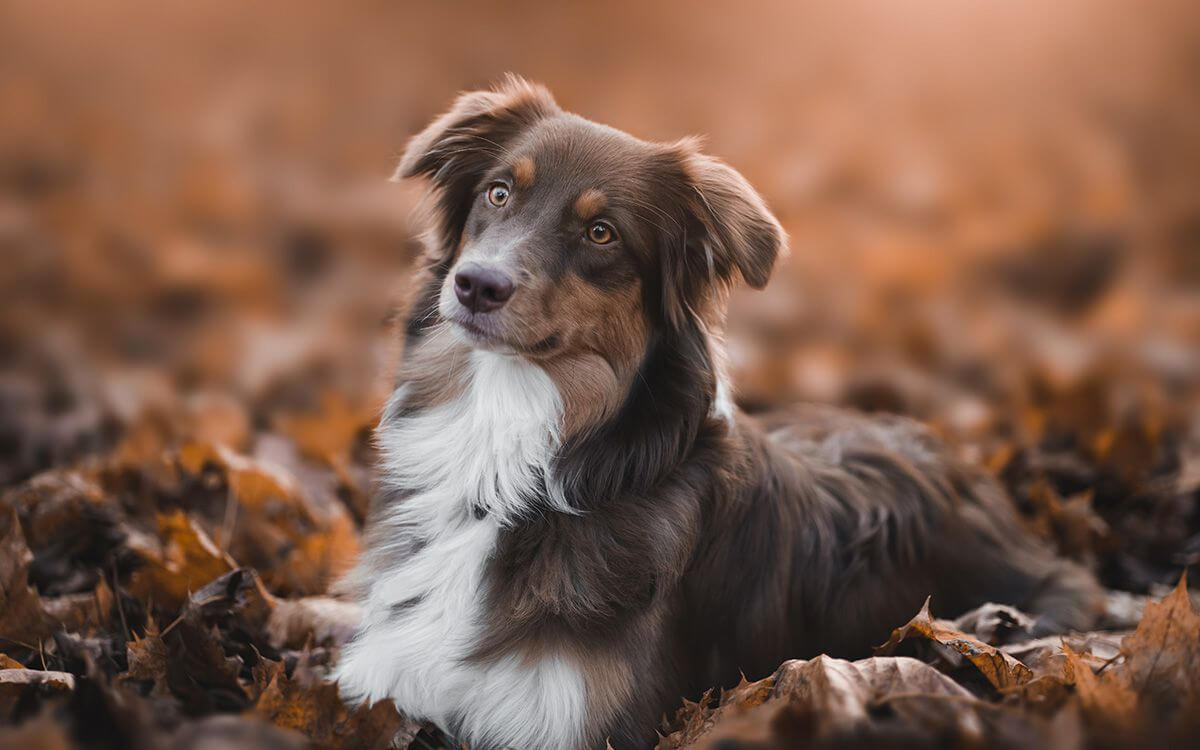 Jak wybrać obrożę elektroniczną dla owczarka australijskiego?