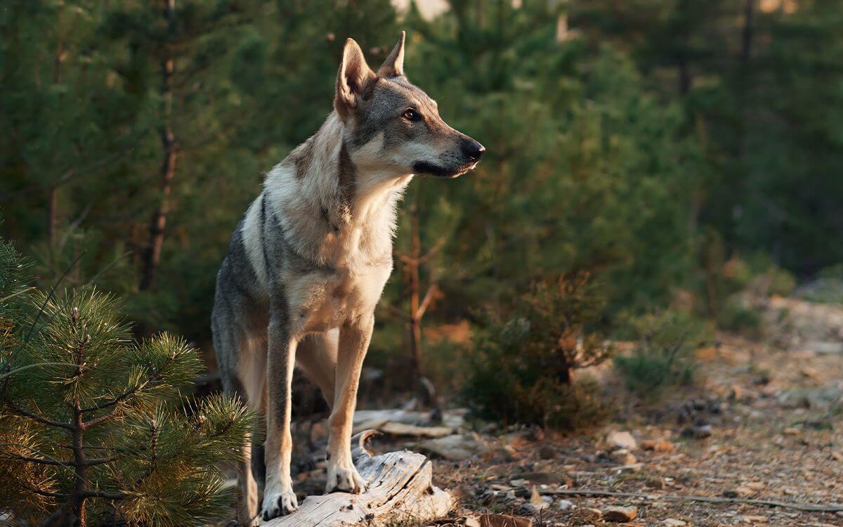 Jak wybrać obrożę treningową dla wilczaka czechosłowackiego?