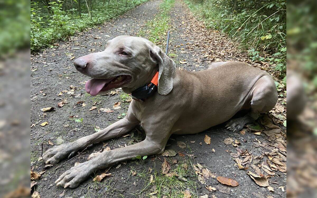 "S GPS obojkem s výcvikovým modulem jsme maximálně spokojeni"říká Jan Zapletal 