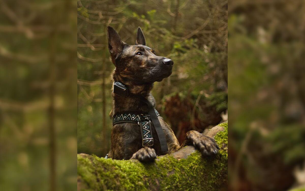 "Odkąd mamy obroże d-control 400, nasze spacery są znacznie łatwiejsze"mówi Petr Janda 