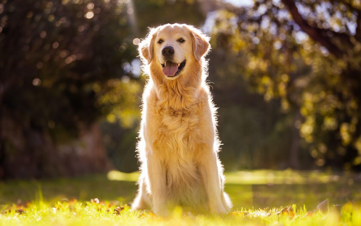 Jak wybrać obrożę elektroniczną dla golden retrievera?