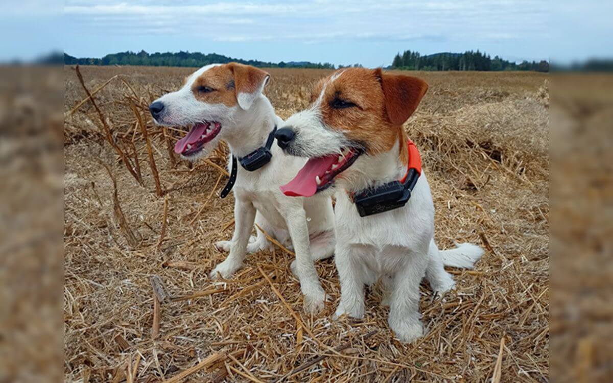 "Nie mogę zawieść GPS Dogtrace"mówi Monika Jeřábková 