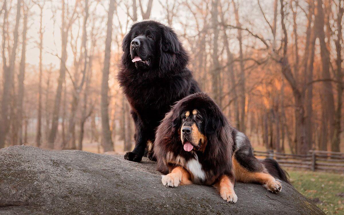 Jak vybrat elektronický výcvikový obojek pro tibetskou dogu